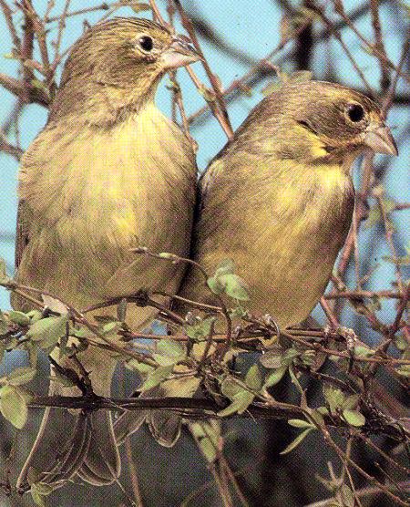 zIMAGE0889.JPG - Wild canaries